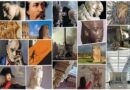 Roma. Domenica 5 ottobre musei e siti archeologici gratuiti