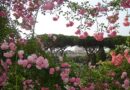 Roma. Roseto comunale, apertura autunnale dal 25 ottobre