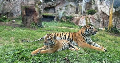 Roma. Bioparco, visite guidate per la Festa della Mamma