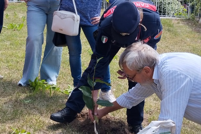 Una magnolia in ricordo di Giovanni Falcone